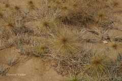 Spinifex littoreus
